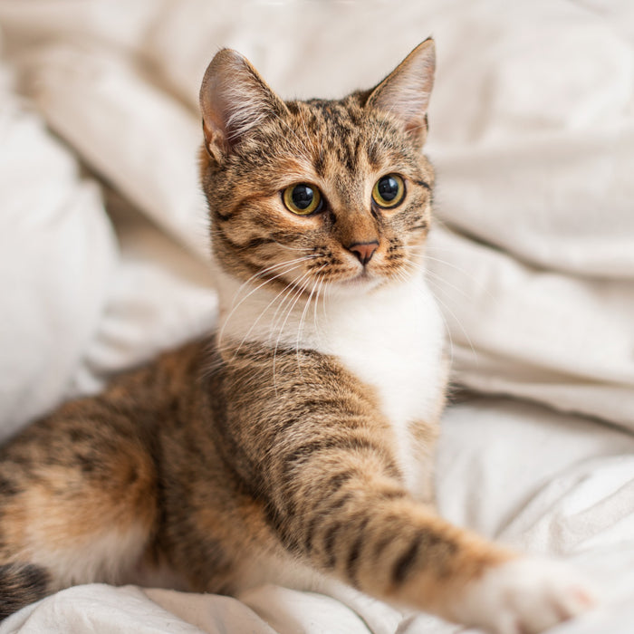 Perché i gatti impastano?