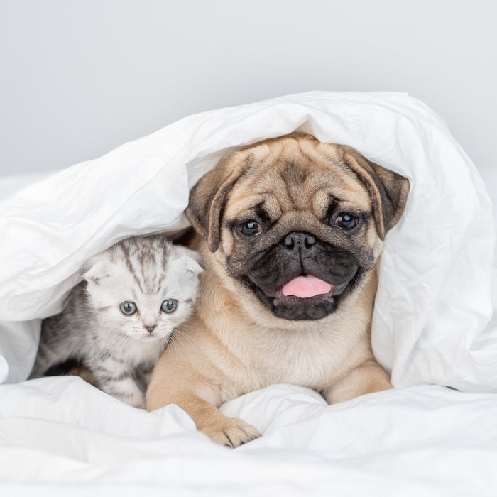 20 curiosità da sapere su cani e gatti - Vol 2