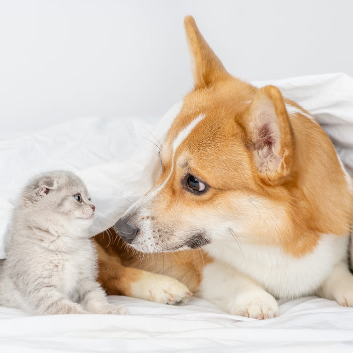 Differenze tra cani e gatti