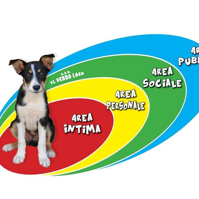 Il COVID-19  secondo i cani  -   Il rispetto delle distanze