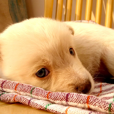 Cibo Monoproteico per cani: perchè usarlo