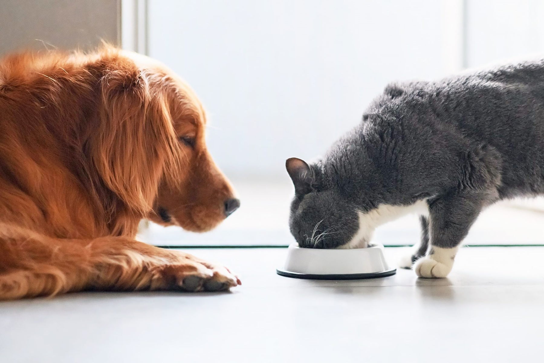 Tasty Pet: L'eccellenza dell'alimentazione Made in Italy