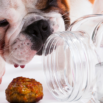 Le 12 curiosità sui cani che non sapevi